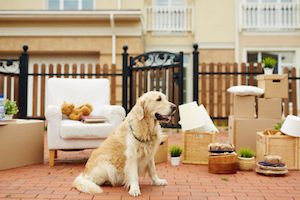 allow pets in your rental property