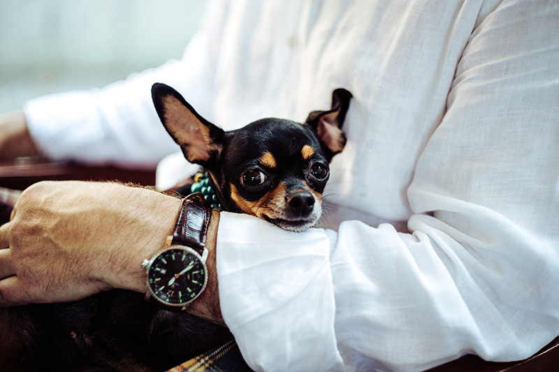 6 Common HOA Pet Policies Every Board Should Know